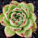 라노비아 이미지