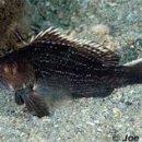 - 흑농어 Sea Bass, Black 이미지