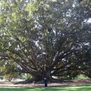 킹스가든 이미지