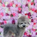 몽샤르망 애견유치원 이미지