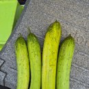 원순농장 이미지