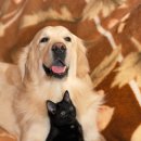 강아지와고양이 이미지