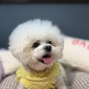 강남애견백화점 | 압구정 애견 프리미엄 용품샵 루이독 청담 쇼룸 방문기｜봄 신상 쇼핑