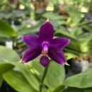Phalaenopsis violacea indigo 'Blue Diamond'(비올라세아 인디고 '블루 다이아몬드') 이미지