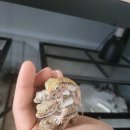 탑게코