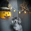 토리애견샵 이미지