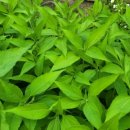 서희농장 이미지