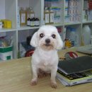 오수의과 동물병원 이미지