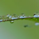 솔잎이슬 이미지