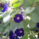 장수초교 이미지