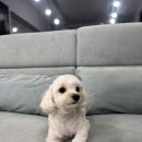 도그하우스 애견미용실 이미지