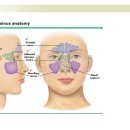 Ch 105 Sinusitis 이미지