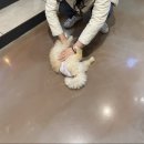 두젠틀(DOGENTLE) 이미지