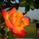 들꽃피는 언덕 이미지