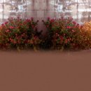 꼬두람이 이미지