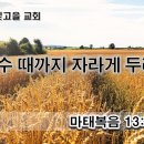 2월 23일(목) 추수 때까지 자라게 두라! 이미지