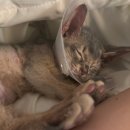 유성튼튼동물병원 이미지