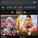 꽃보다강아지 - 창원시 의창구 사림로 151 | 꽃보다강아지