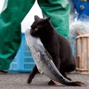 개와고양이 이미지