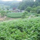 정자나무아래 이미지