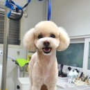 허니비 펫살롱 이미지