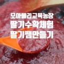 화초구농장 | 경기도 연천 모아베리 교육농장에서 딸기잼과 딸기 따기 체험해 보기