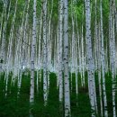 자작나무숲정상 이미지