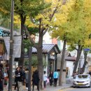 황금빛 가로수길 이미지