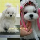 절세미견 이미지