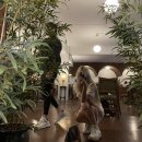 강남고양이분양 나비캣 이미지