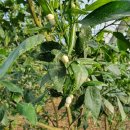 효돈로,일주동로 이미지