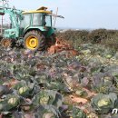 대정농업협동조합 농산물산지유통센터 이미지