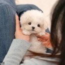 울산 강아지분양 미유펫 이미지