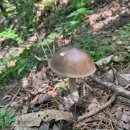 컴포어거두점 | 230701 춘천 거두리 컴포어에서 브런치 / 왕가탕후루 첫경험 후기 / 인생 쭈꾸미 용두동할매쭈꾸미