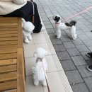 이소퍼피 강아지 남양주점 | 남양주·구리 강아지 산책모임 왈스크루 첫 만남 후기 | 헤일리의 첫 산책 이야기와 다음 모임 일정...