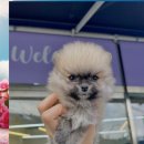 구리동물보호센터 이미지