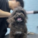 뚜뚜보떼펫살롱 네이버블로그