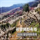 봄꽃축제 가장 아름다웠던 2026 광양매화축제