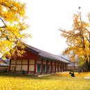 2011.11.5 전주 향교의 은행나무