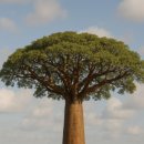 바오밥나무 이미지