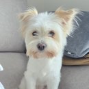 귀엽꾸멍 이미지