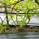 새순농장 이미지