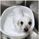 키티 앤 퍼피 이미지