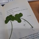 클로버복권판매점 이미지