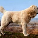 센트럴 독 이미지