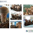 (분양) 광양 백운산 소득형 전원주택--전원생활+소득 가능 이미지