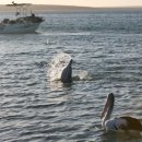 돌고래레스토랑 이미지