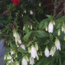 초롱꽃공원 이미지