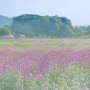 초가을 풍경 - 철원 고석정, 연천 댑싸리공원, 양주 나리공원 이미지