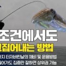 오징어꿈 해몽 이런 뜻 입니다 이미지